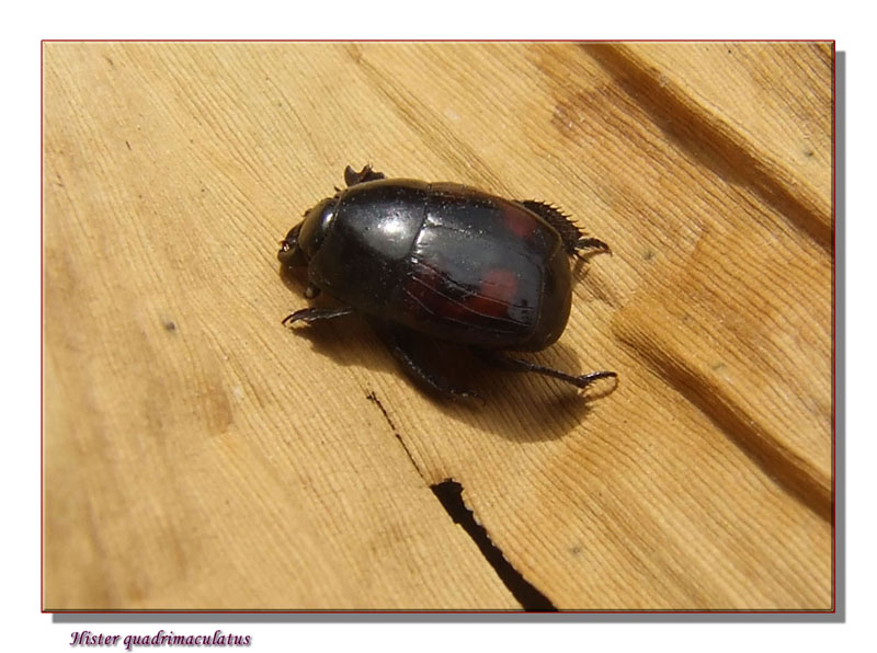 Hister quadrimaculatus